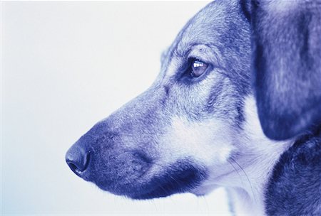 simsearch:700-01072360,k - Profile of Dog Foto de stock - Con derechos protegidos, Código: 700-00058983