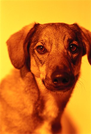 simsearch:700-00076413,k - Portrait de chien Photographie de stock - Rights-Managed, Code: 700-00058990
