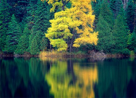 simsearch:600-00059325,k - Forest in Autumn with Reflections On Lake, near Kenora, Ontario Canada Foto de stock - Con derechos protegidos, Código: 700-00059329