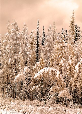 simsearch:700-00009187,k - Larch Trees in Fresh Snowfall Near Hinton, Alberta, Canada Foto de stock - Con derechos protegidos, Código: 700-00059347