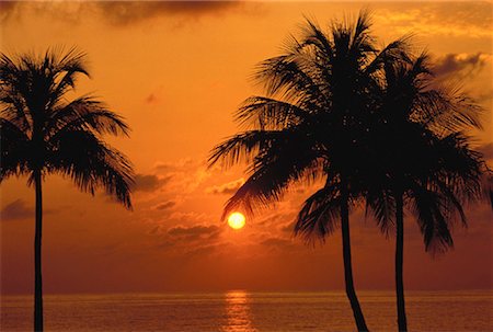 simsearch:700-00933492,k - Silhouette of Palm Trees at Sunset, Fort Lauderdale, Florida USA Stock Photo - Rights-Managed, Code: 700-00059383