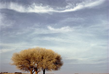simsearch:700-00186955,k - Tree and Cloudy Sky South Africa Foto de stock - Direito Controlado, Número: 700-00059407