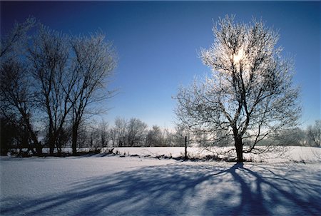 simsearch:700-00514955,k - Bäume und Feld im Winter Ottawa, Ontario, Kanada Stockbilder - Lizenzpflichtiges, Bildnummer: 700-00059665