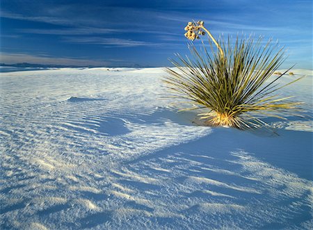 Soap Tree Yucca Plant White Sands National Monument New Mexico, USA Fotografie stock - Rights-Managed, Codice: 700-00059710