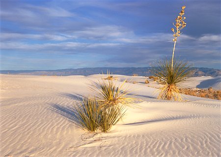 Soap Tree Yucca Plant White Sands National Monument New Mexico, USA Fotografie stock - Rights-Managed, Codice: 700-00059764