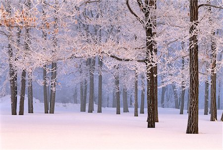 Snow Covered Trees in Forest Ottawa, Ontario, Canada Stock Photo - Rights-Managed, Code: 700-00059865