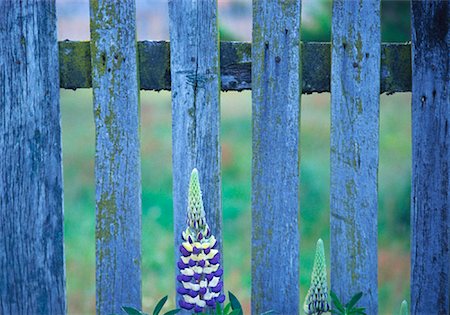 Close-Up of Lupin and Fence Estancia Cristina, Argentina Stock Photo - Rights-Managed, Code: 700-00059995