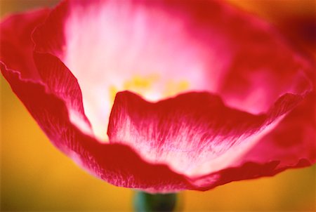 simsearch:700-00014297,k - Close-Up of Shirley Poppy Foto de stock - Con derechos protegidos, Código: 700-00059996