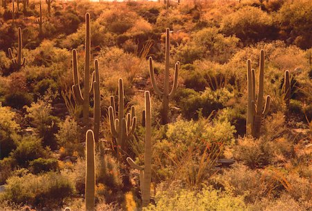 simsearch:700-00530089,k - Cactus in Desert Arizona, USA Foto de stock - Con derechos protegidos, Código: 700-00050121