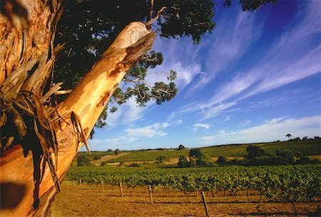 simsearch:862-03887125,k - Weinberg bei Leeuwin Estate Winery Margaret River, Australien Stockbilder - Lizenzpflichtiges, Bildnummer: 700-00050297