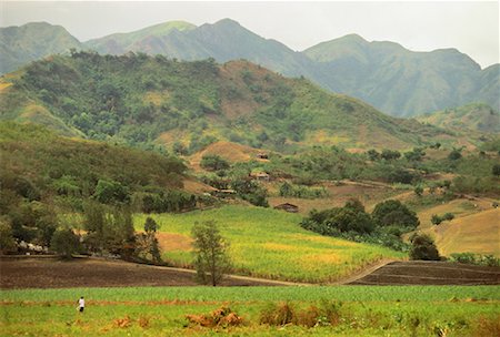 san carlos - Zuckerrohr-Felder bei Provinz San Carlos Negros, Philippinen Stockbilder - Lizenzpflichtiges, Bildnummer: 700-00050305