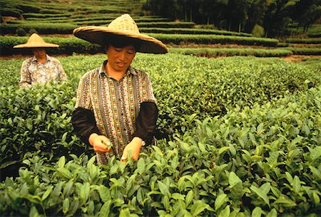 simsearch:400-05253433,k - Women Working at Tea Plantation Lingyi, China Stock Photo - Rights-Managed, Code: 700-00050667