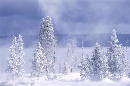 simsearch:862-08091565,k - Snow Covered Trees and Mist Yellowstone National Park Wyoming, USA Foto de stock - Con derechos protegidos, Código: 700-00050725