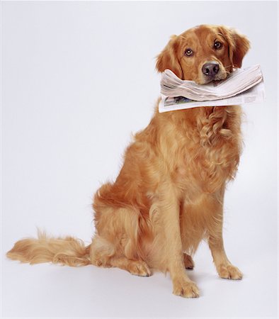faire de la lèche - Portrait de chien avec du papier journal dans la bouche Photographie de stock - Rights-Managed, Code: 700-00051227