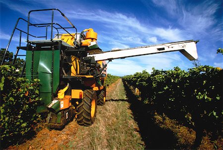 simsearch:700-00090674,k - Mechanical Harvesting of Grapes Leeuwin Estate, Australia Stock Photo - Rights-Managed, Code: 700-00051436