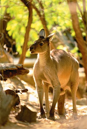 Kangourou au parc animalier de Bannamah, près de Dunsborough, Australie Photographie de stock - Rights-Managed, Code: 700-00051437
