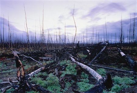 Forest with Fire Damage Yukon Territory, Canada Foto de stock - Con derechos protegidos, Código: 700-00052320