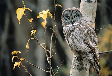 Portrait de Chouette lapone sur Aspen Tree (Alberta), Canada Photographie de stock - Rights-Managed, Code: 700-00052375