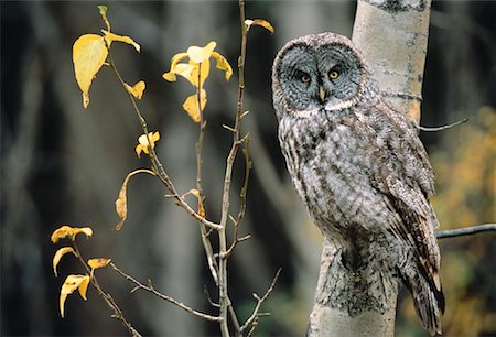 Portrait of Great Grey Owl on Aspen Tree Alberta, Canada Fotografie stock - Rights-Managed, Codice: 700-00052375