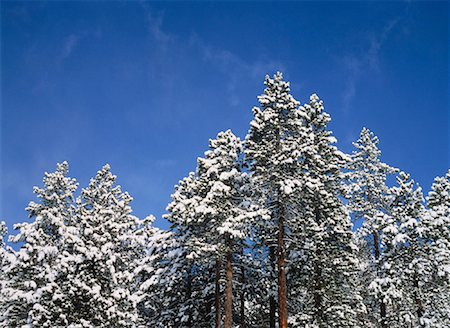 simsearch:700-00079627,k - Snow Covered arbres Colorado, USA Photographie de stock - Rights-Managed, Code: 700-00052377