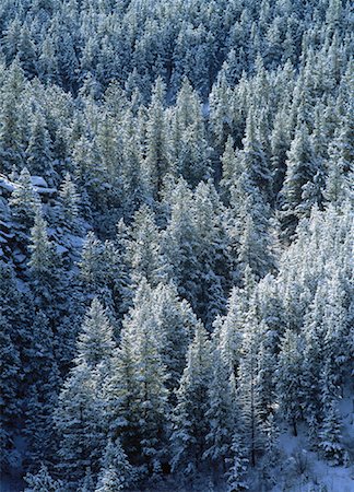 snowy forest scene birds eye view - Overview of Snow Covered Trees Colorado, USA Stock Photo - Rights-Managed, Code: 700-00052381