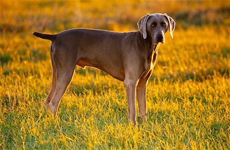 simsearch:700-00179159,k - Weimaraner debout dans le champ Photographie de stock - Rights-Managed, Code: 700-00052401