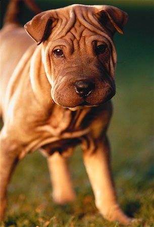 simsearch:700-00022245,k - Portrait of Sharpei Puppy Outdoors Foto de stock - Con derechos protegidos, Código: 700-00052629