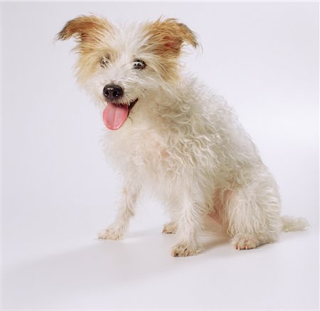 simsearch:700-00022245,k - Portrait of Jack Russell Terrier Puppy Foto de stock - Con derechos protegidos, Código: 700-00052704
