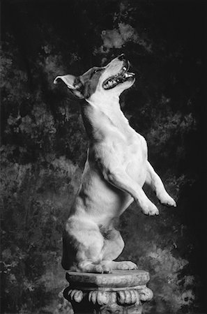 standing on hind legs - Jack Russell Terrier debout sur les pattes postérieurs sur piédestal Photographie de stock - Rights-Managed, Code: 700-00052717