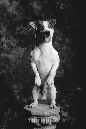standing on hind legs - Jack Russell Terrier Standing on Hind Legs on Pedestal Foto de stock - Con derechos protegidos, Código: 700-00052719