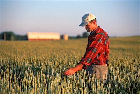rural business owner - Farmer Inspecting Barley Field Stirling, Ontario, Canada Stock Photo - Rights-Managed, Code: 700-00052732