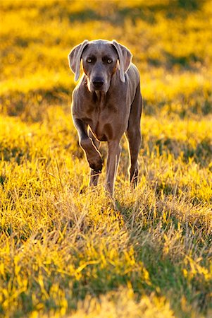 simsearch:700-00179159,k - Chien Braque de Weimar, marchant dans le champ Photographie de stock - Rights-Managed, Code: 700-00052833