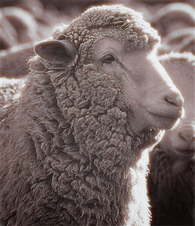 simsearch:600-01083964,k - Close-Up of Sheep Near Lake Tekapo South Island, New Zealand Stock Photo - Rights-Managed, Code: 700-00053668