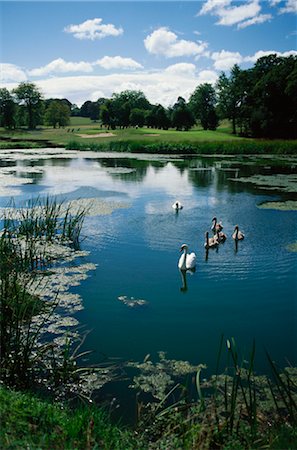 Swans in Pond at Golf Course County Wicklow, Ireland Stock Photo - Rights-Managed, Code: 700-00064459