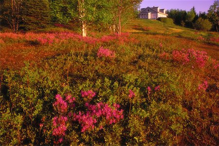 simsearch:700-00189552,k - Wild Rhododendron in Field New Brunswick, Canada Fotografie stock - Rights-Managed, Codice: 700-00064479