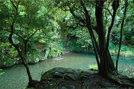 simsearch:700-00188488,k - Trees and Stream in Forest Barrington Tops New South Wales, Australia Stock Photo - Rights-Managed, Code: 700-00064658