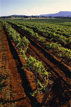 simsearch:700-00064700,k - Vignes près de Pokolbin Vineyard, NSW, Australie Photographie de stock - Rights-Managed, Code: 700-00064673