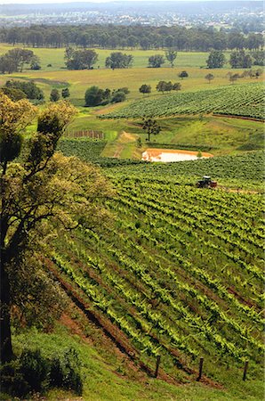 simsearch:841-03674867,k - Overview of Vineyard Landscape New South Wales, Australia Foto de stock - Direito Controlado, Número: 700-00064695
