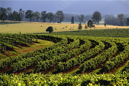 simsearch:700-00524754,k - Vue d'ensemble du paysage viticole New South Wales, Australie Photographie de stock - Rights-Managed, Code: 700-00064696