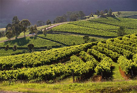 simsearch:700-00064700,k - Vue d'ensemble du paysage viticole New South Wales, Australie Photographie de stock - Rights-Managed, Code: 700-00064697