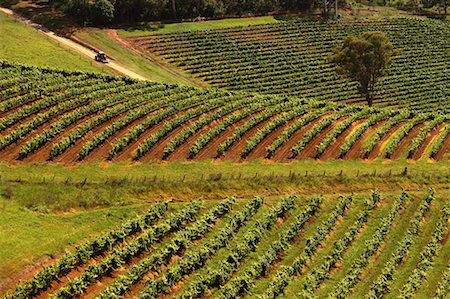 Overview of Vineyard Landscape New South Wales, Australia Stock Photo - Rights-Managed, Code: 700-00064698