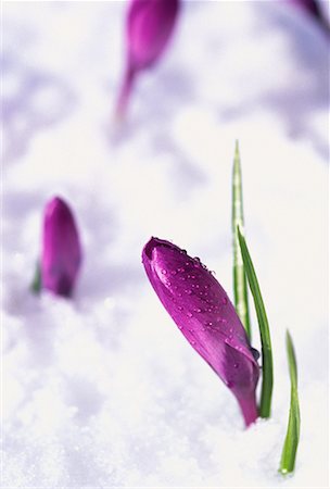 Close-Up of Crocus Buds in Spring Snow Stock Photo - Rights-Managed, Code: 700-00064896