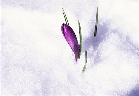 Close-Up of Crocus Bud in Spring Snow Stock Photo - Rights-Managed, Code: 700-00064939