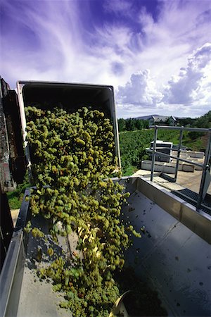 Crushing Grapes at Pepper Tree Wines, New South Wales, Australia Stock Photo - Rights-Managed, Code: 700-00065064