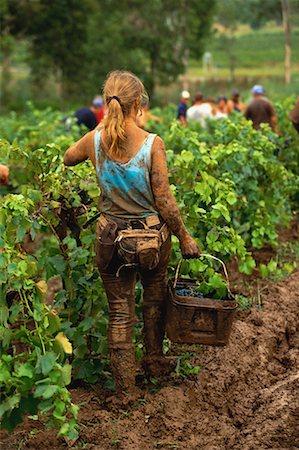 dirty crops - People Picking Grapes at Vineyard New South Wales, Australia Stock Photo - Rights-Managed, Code: 700-00065061