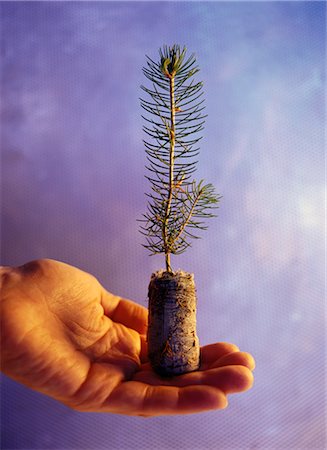 simsearch:700-03403881,k - Hand Holding Sapling Stock Photo - Rights-Managed, Code: 700-00065325