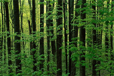 Trees and Foliage in Forest Great Smoky Mountains National Park, Tennessee, USA Stock Photo - Rights-Managed, Code: 700-00065447