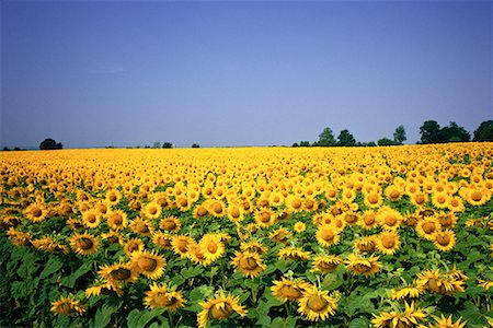 sunflower scenery in france - Sunflower Field Deux Sevres Region, France Stock Photo - Rights-Managed, Code: 700-00066339