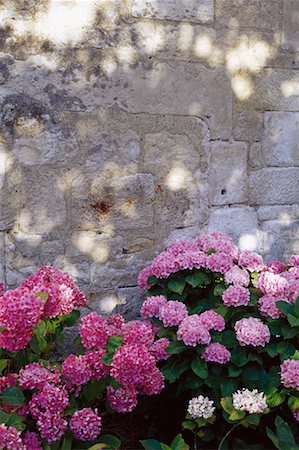 simsearch:700-00072003,k - Hydrangeas and Wall Deux Sevres Region, France Fotografie stock - Rights-Managed, Codice: 700-00066345