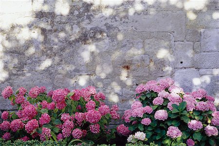Hydrangeas and Wall Deux Sevres Region, France Fotografie stock - Rights-Managed, Codice: 700-00066346